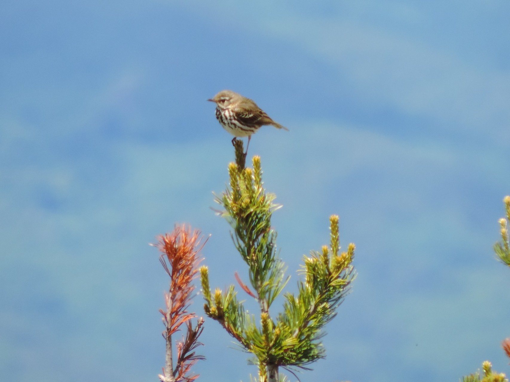 湯の丸高原のツツジの開花状況 Hosodaさんの湯ノ丸山 角間山 鍋蓋山の活動データ Yamap ヤマップ