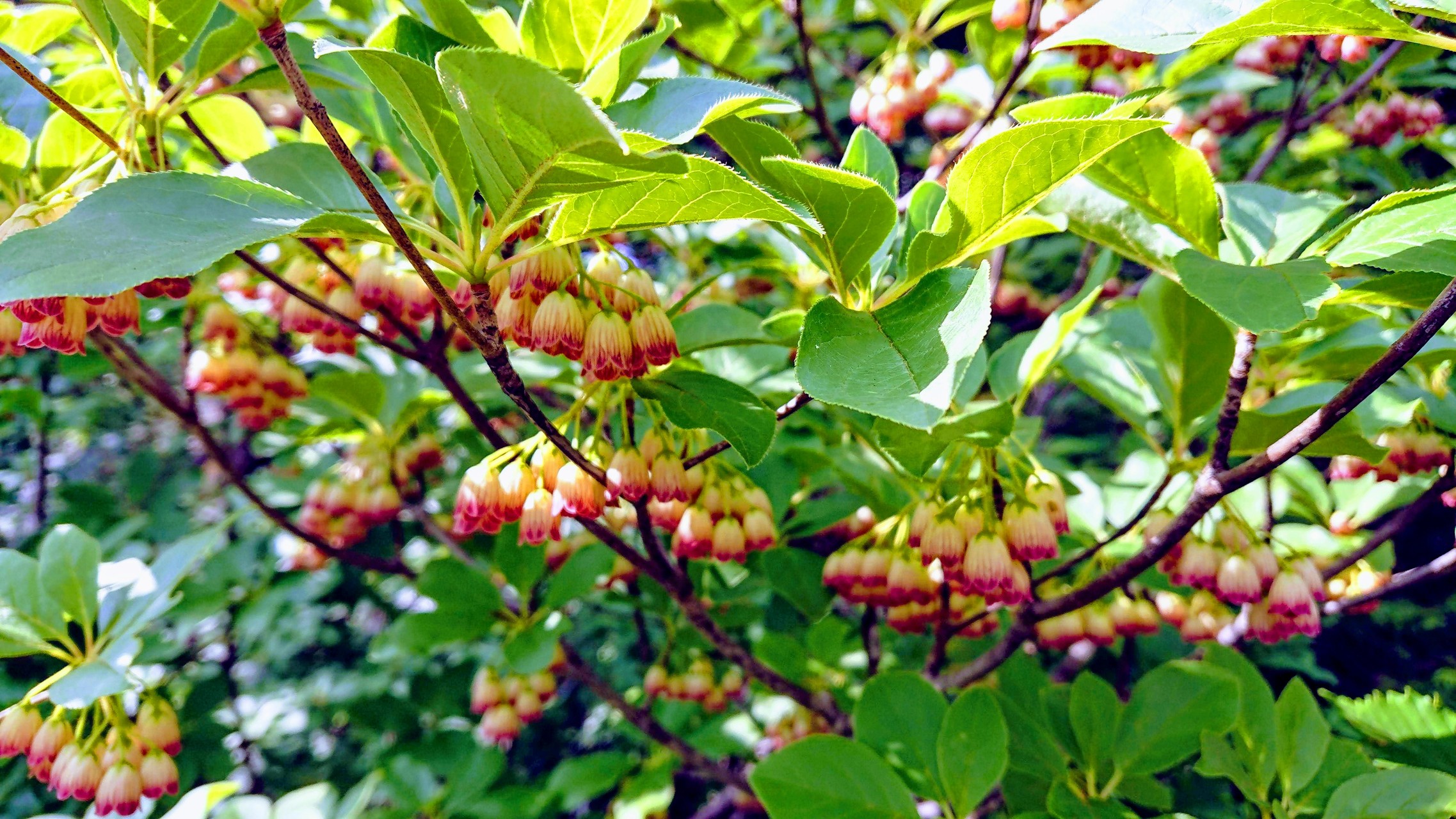世界谷地原生花園の散歩です 山人さんの栗駒山 須川岳 秣岳 虚空蔵山の活動データ Yamap ヤマップ