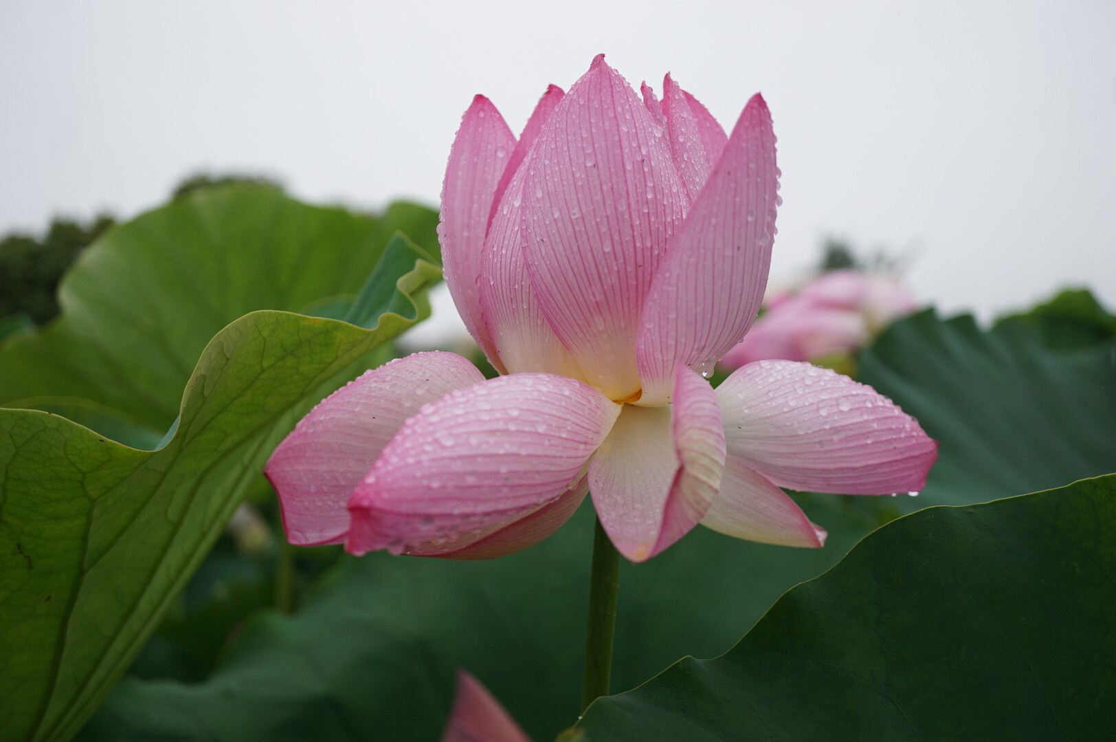 競演 二千年 蓮の花 飛べない雀さんの上峰町つばきの森トレイルの活動日記 Yamap ヤマップ