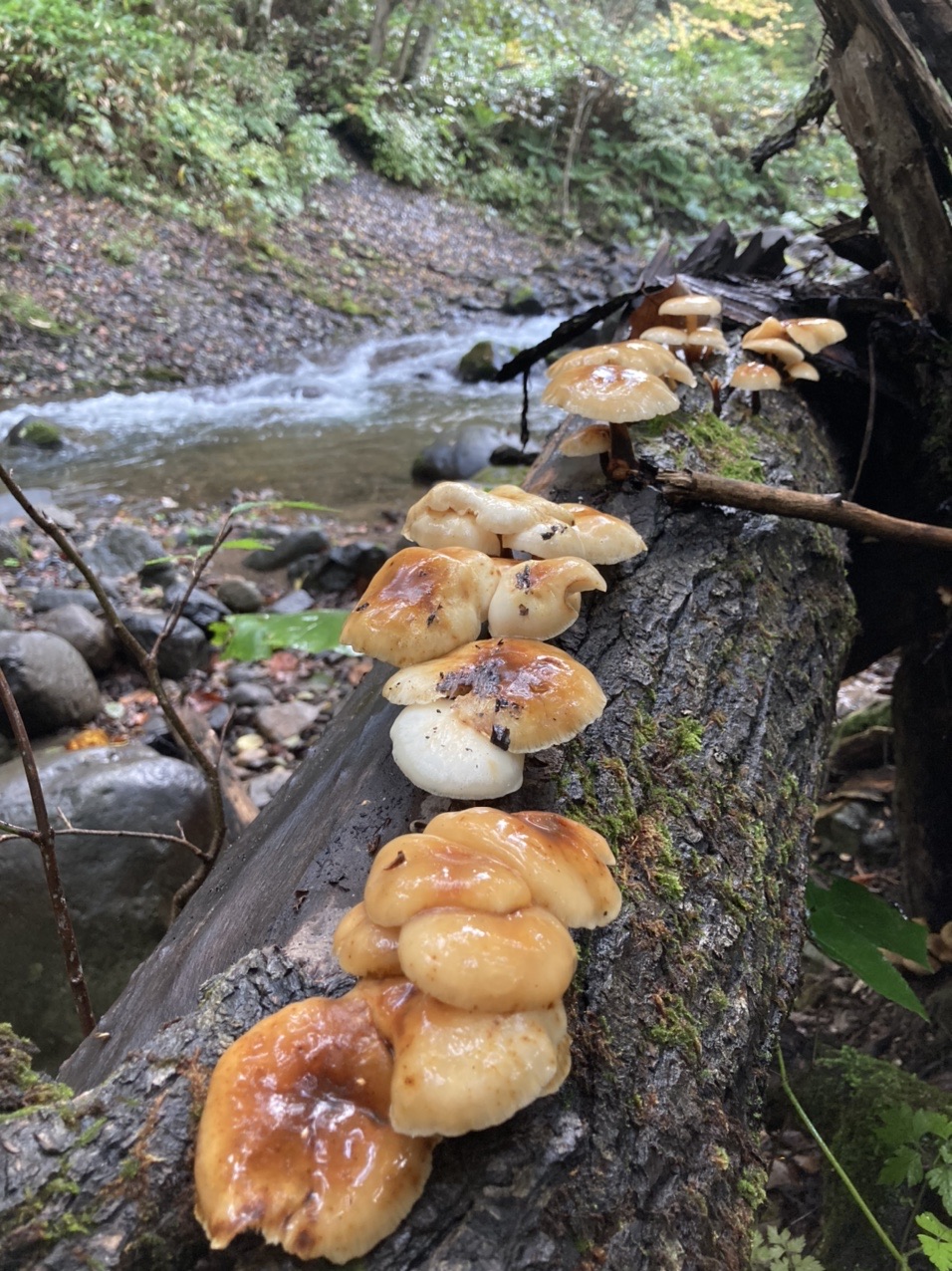 どしゃ降りの雨の中 念願の天然舞茸見つ 山ちゃんさんのモーメント Yamap ヤマップ