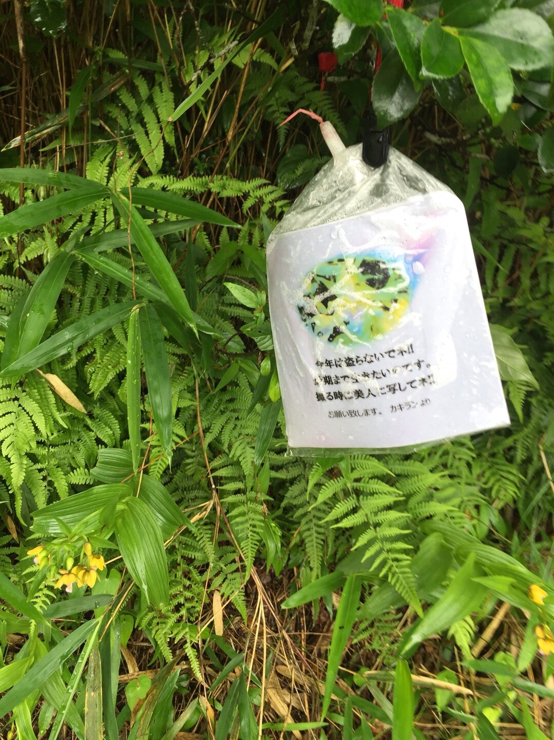 雨の中網引湿原へ 小野アルプス 紅山 惣山 の写真14枚目 ふとどき者がいたようです Yamap ヤマップ