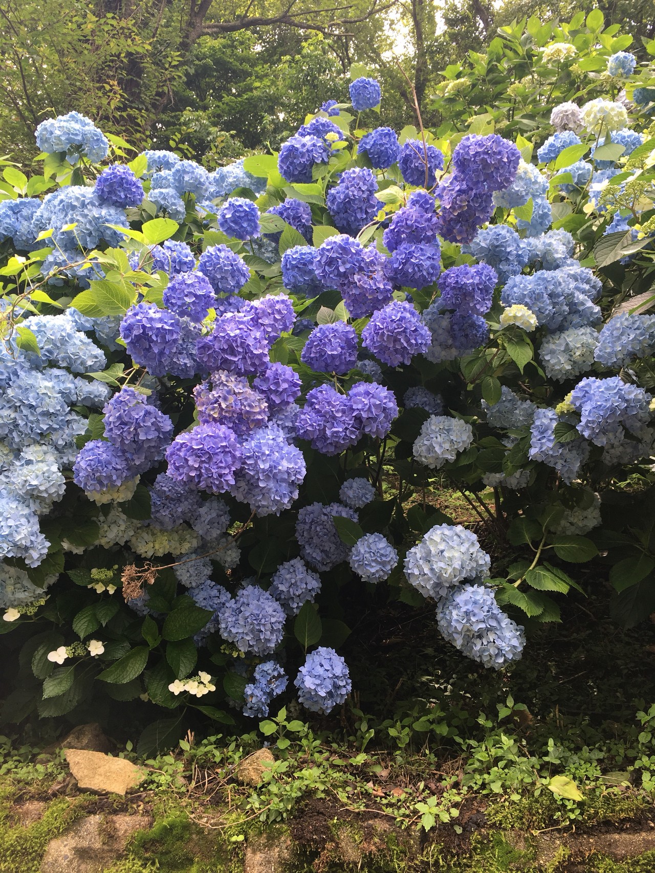 生駒山 あじさい祭 ハイキング のろカメ さんの生駒山 神津嶽 大原山の活動データ Yamap ヤマップ