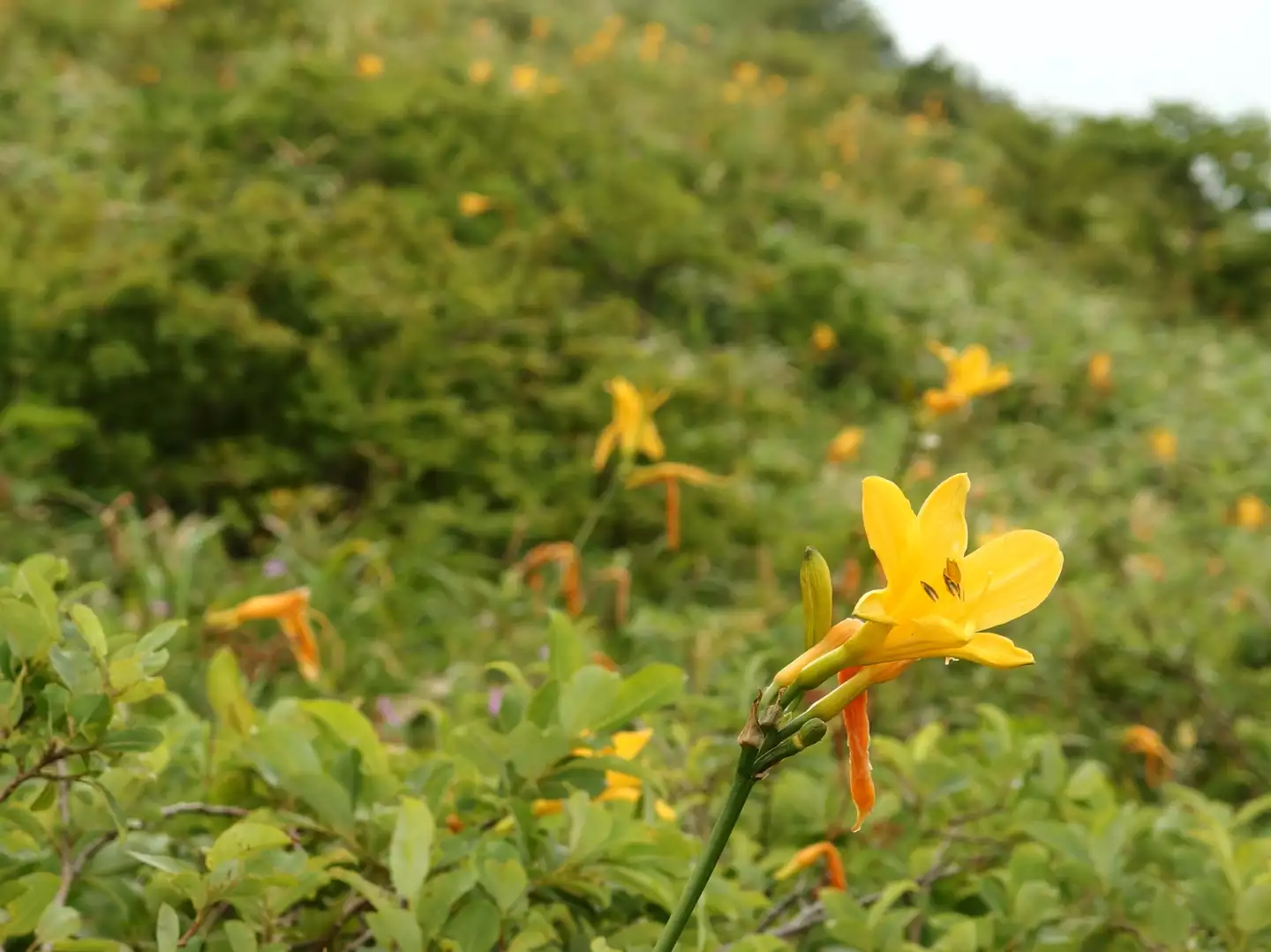 稜線を彩る花たち 裏那須 流石山 羊 ひつじ さんの茶臼岳 那須岳 三本槍岳 赤面山の活動データ yamap ヤマップ