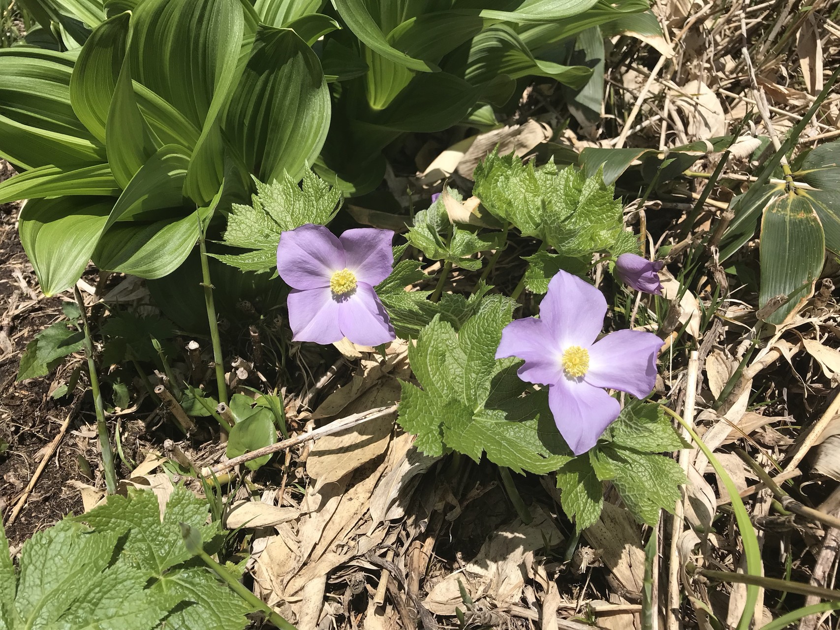 白花シラネアオイ