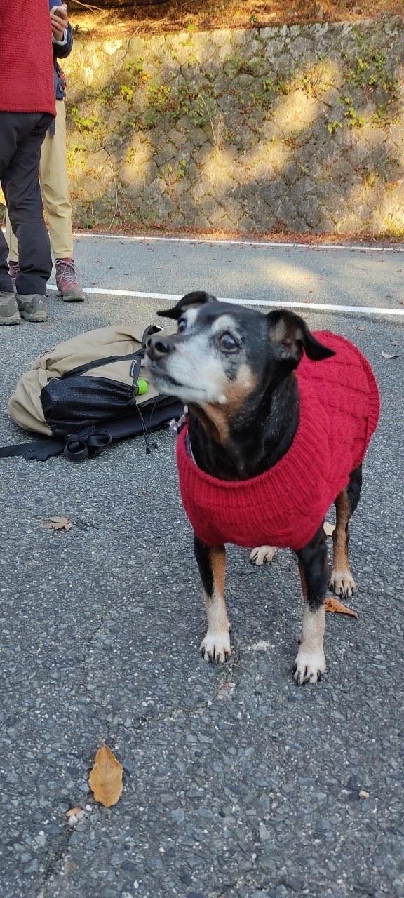釈迦ヶ岳 ちいちゃん、すでに冬の装い🐶