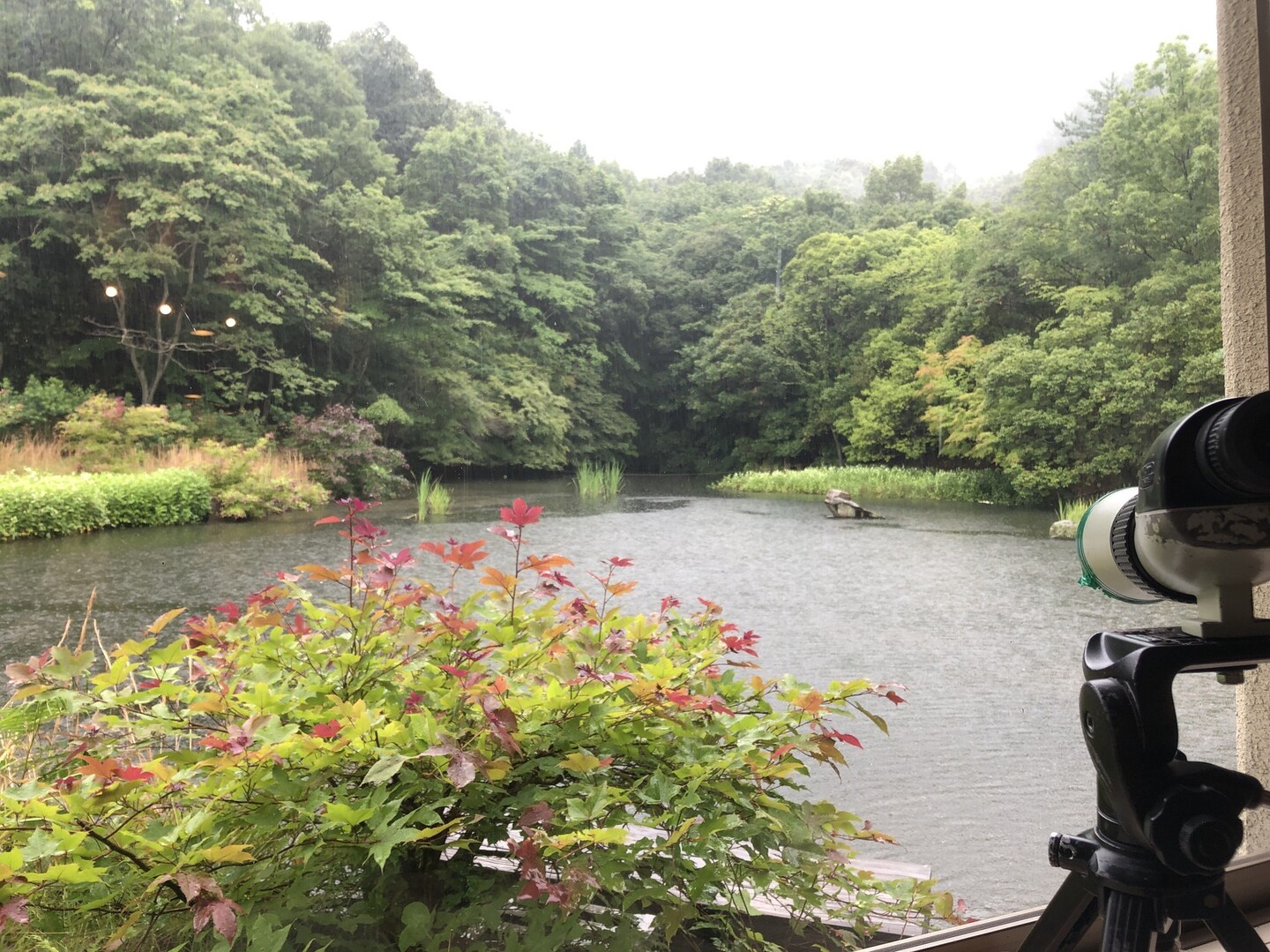 桂坂野鳥遊園まで散歩 / Nobuさんの沓掛山・みすぎ山・唐櫃越の活動データ YAMAP / ヤマップ