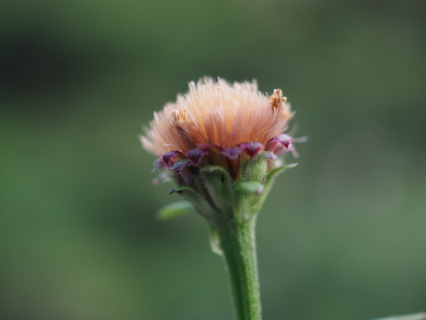 筑後川の野草2 うらさんの久留米市の活動日記 Yamap ヤマップ
