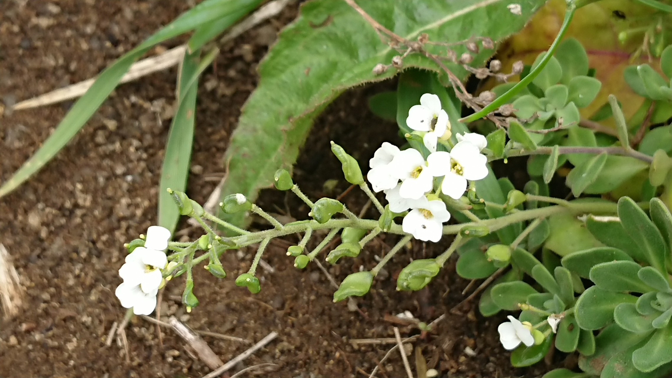 鉄府 スコトン岬 やっぴいさんの礼文島の活動日記 Yamap ヤマップ