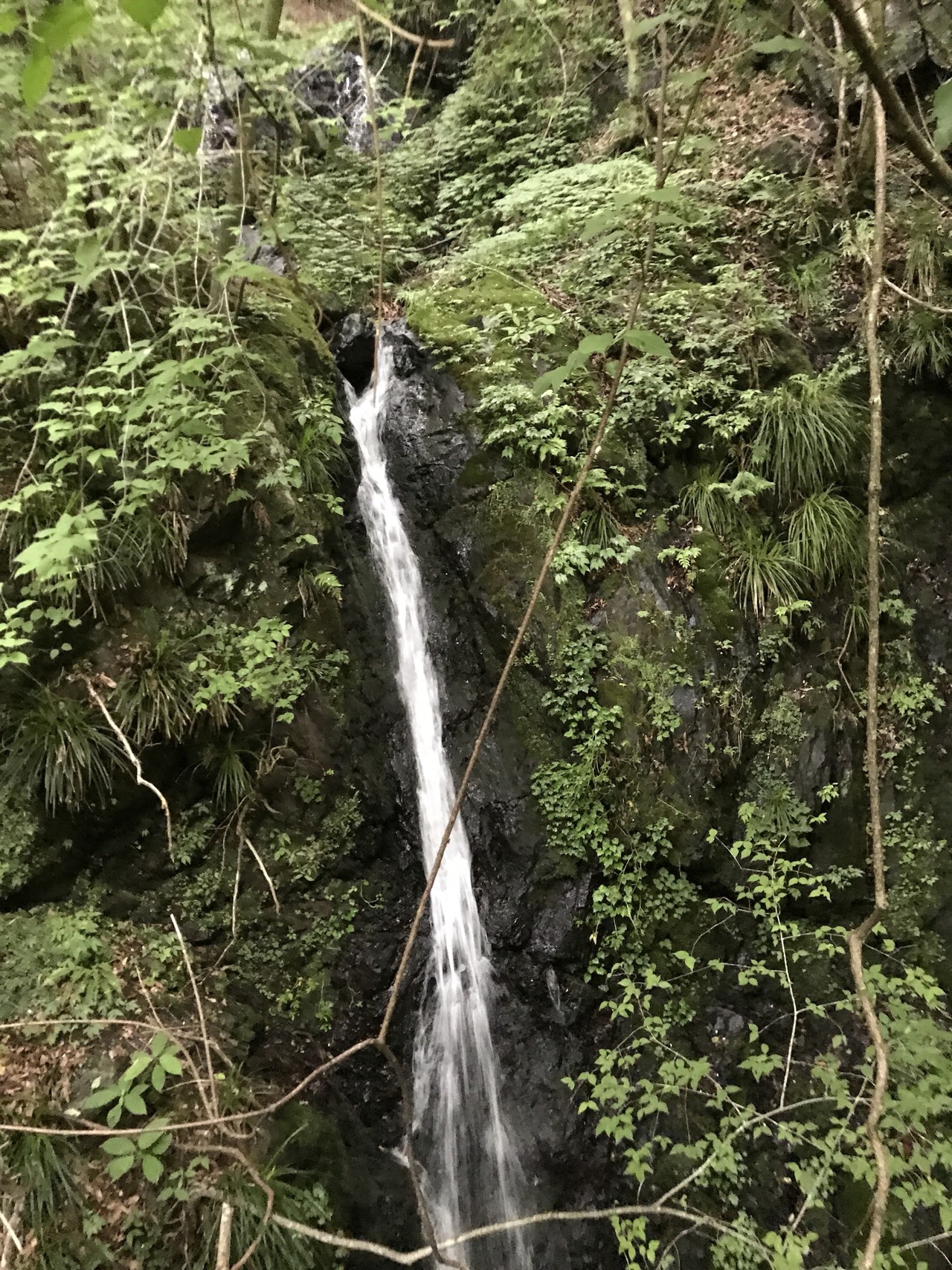 倉沢谷本谷 遡行 Y Kobaさんの川苔山 川乗山 の活動データ Yamap ヤマップ