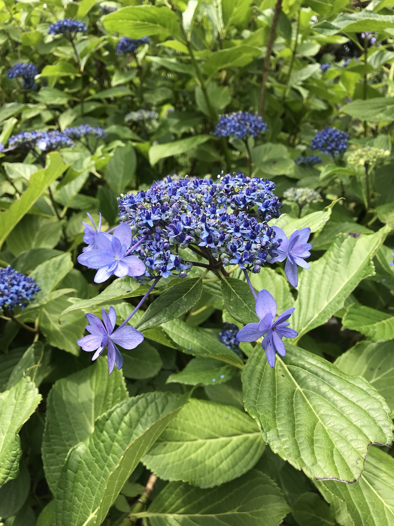 ダリアの花咲く昭和記念公園 ずおずおむさんの国分寺市の活動日記 Yamap ヤマップ