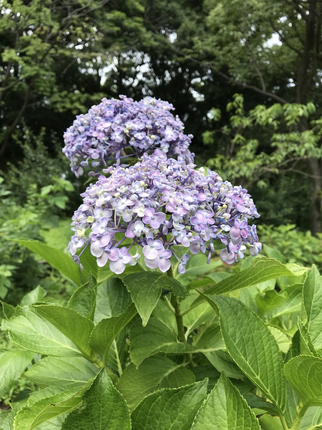 ダリアの花咲く昭和記念公園 国分寺市の写真6枚目 アジサイ ウズアジサイ 装飾花が内側に Yamap ヤマップ