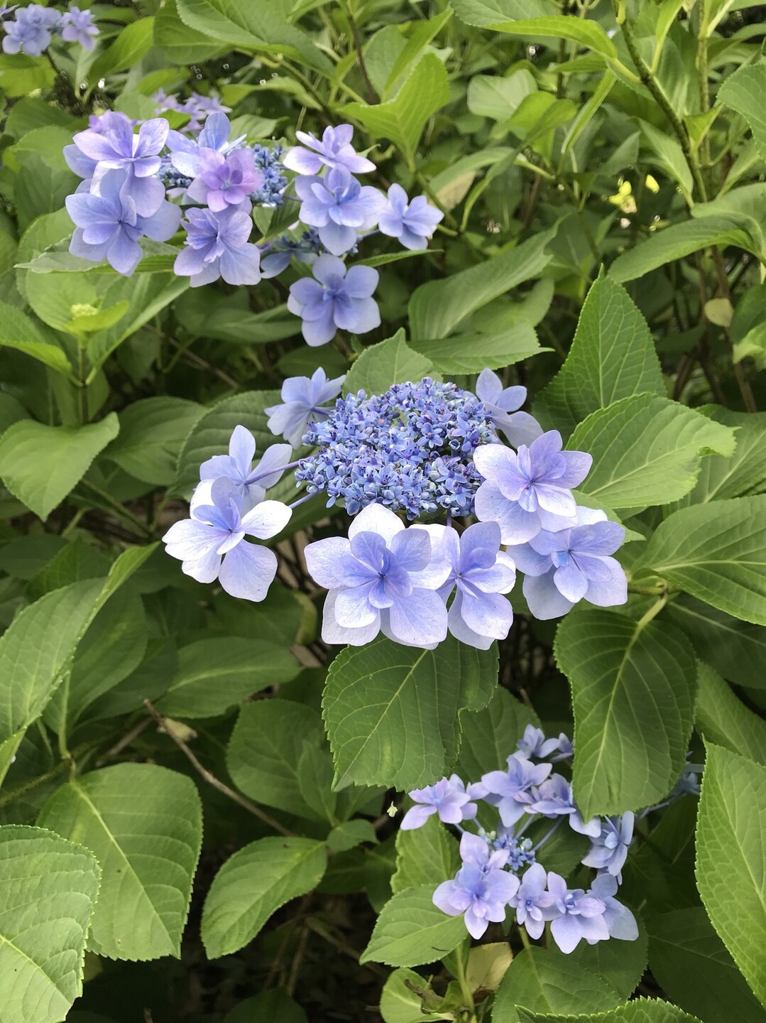 ダリアの花咲く昭和記念公園 国分寺市の写真10枚目 ガクアジサイ 城ヶ崎 装飾花は薄青 薄 Yamap ヤマップ