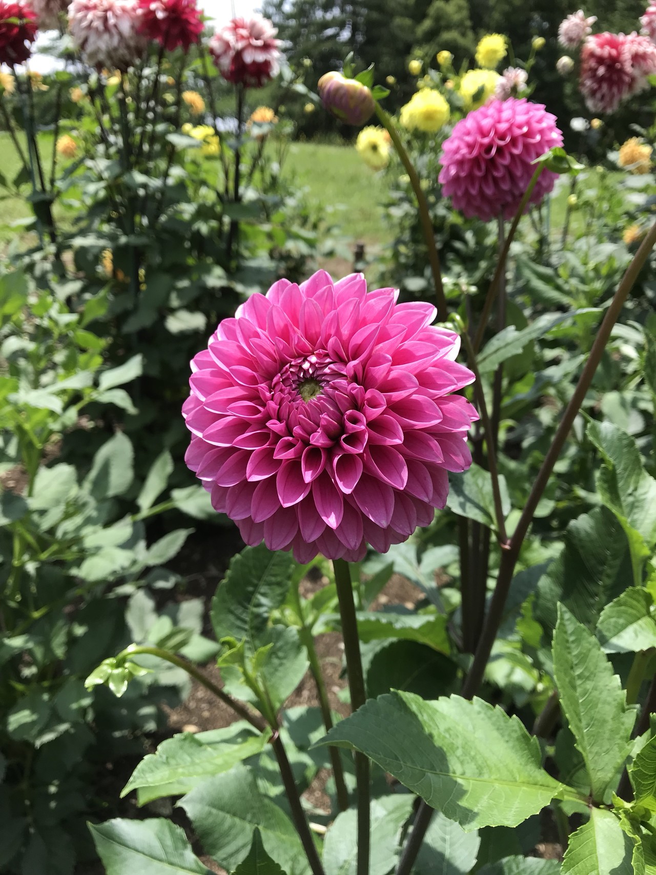 ダリアの花咲く昭和記念公園 ずおずおむさんの国分寺市の活動日記 Yamap ヤマップ