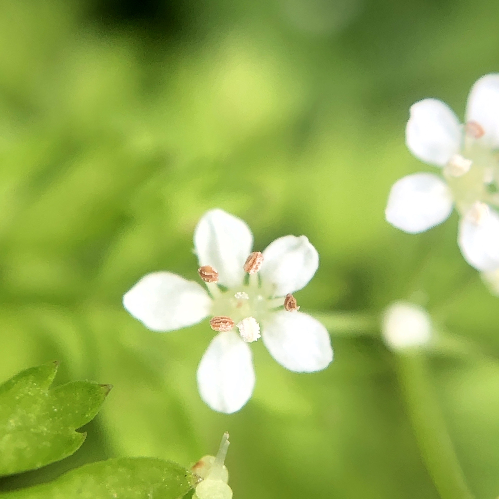 静岡県焼津市 花沢山は花たくさん 絶景かなドットコム 山