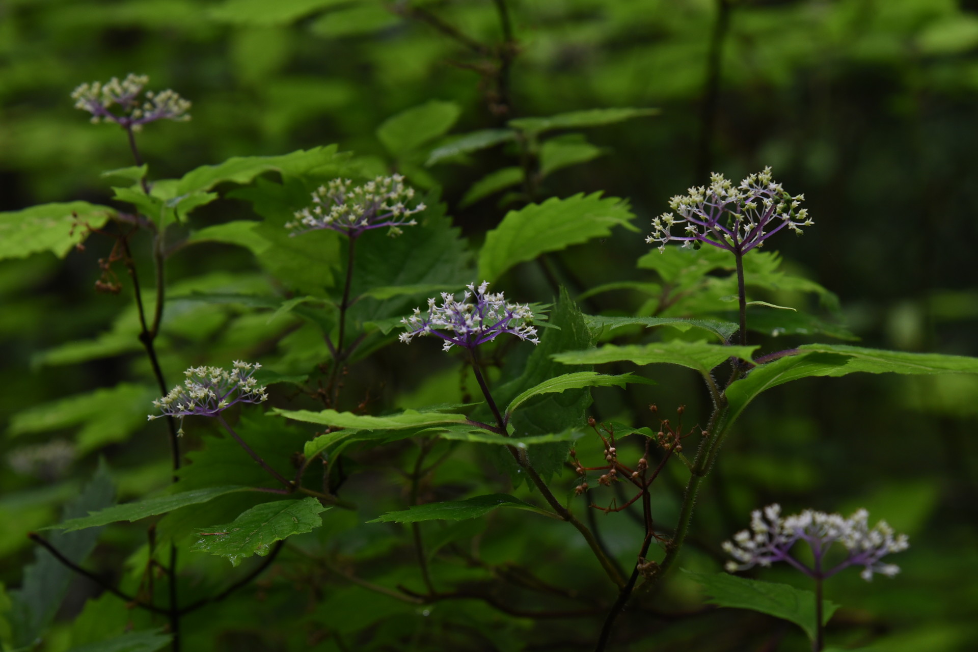 明神山（三ツ瀬明神山） コアジサイ。時期ですね。