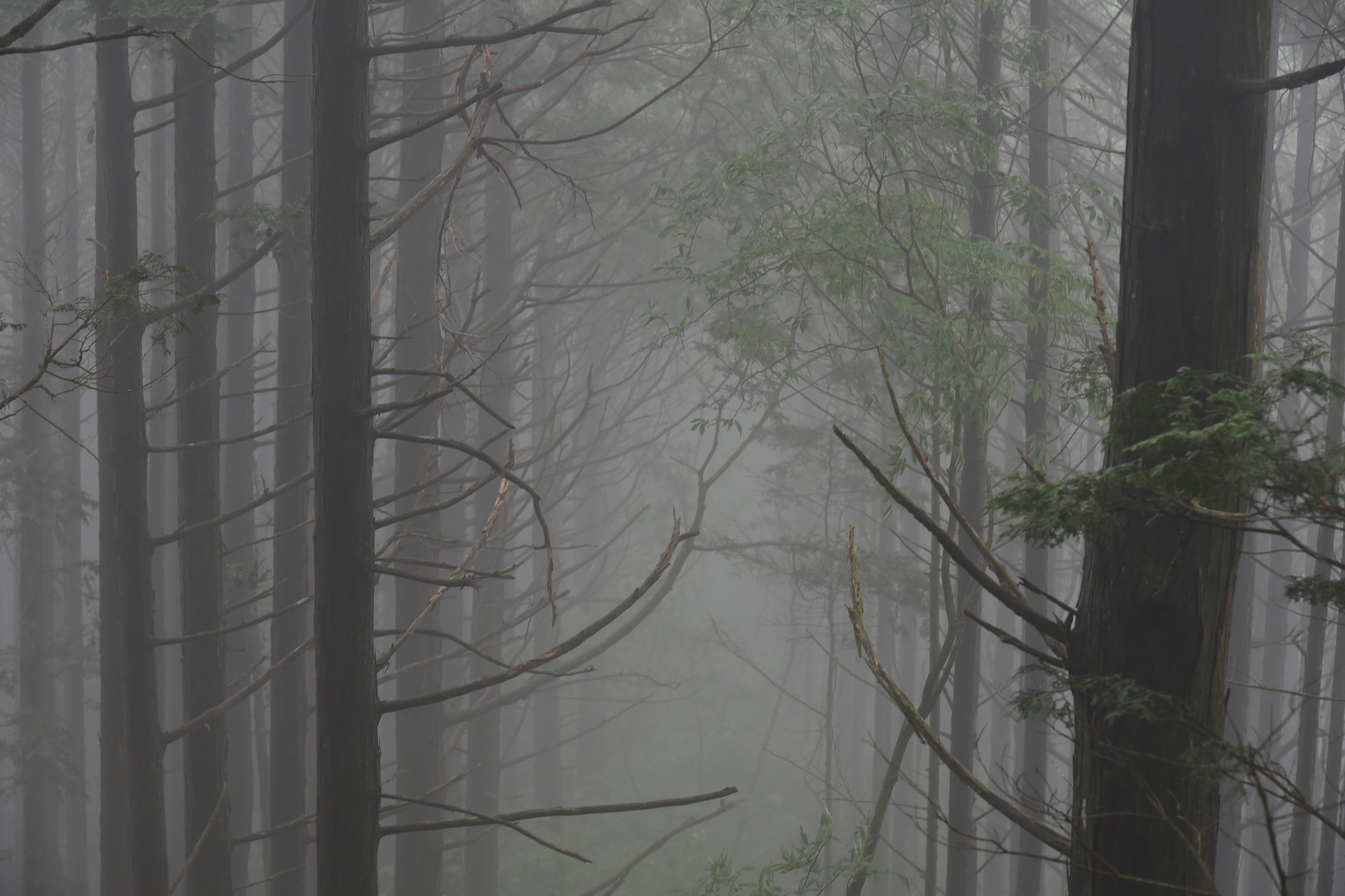 明神山（三ツ瀬明神山） 雨上がり。ガスって、超蒸し暑い