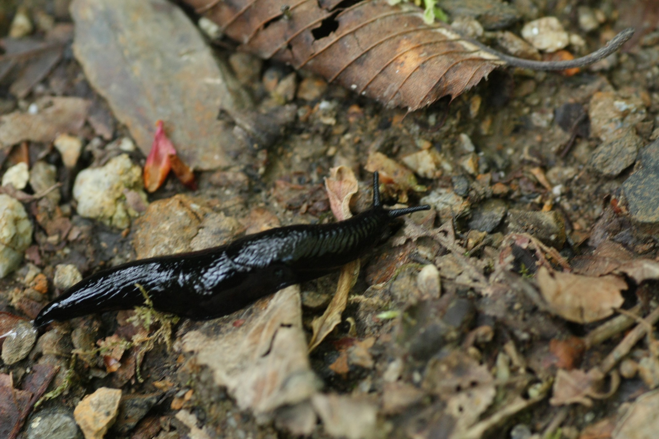 踏み込めば そこはジブリ岳 秋桜さんの藤原岳 御池岳の活動日記 Yamap ヤマップ