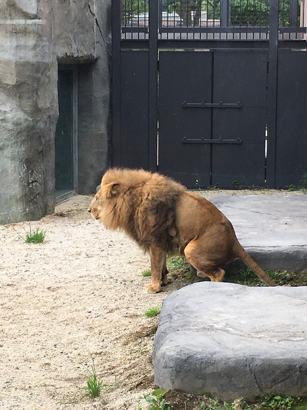 円山動物園 三角山 大倉山 円山の写真6枚目 ライオン Yamap ヤマップ