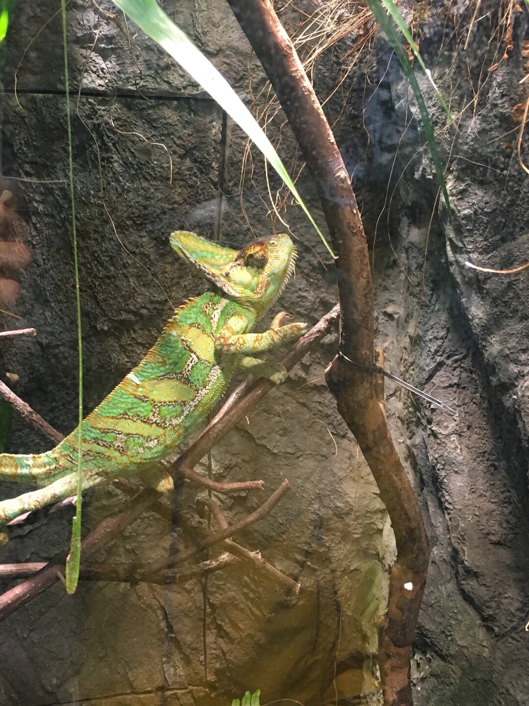 円山動物園 まあやんさんの三角山 札幌市 大倉山の活動日記 Yamap ヤマップ