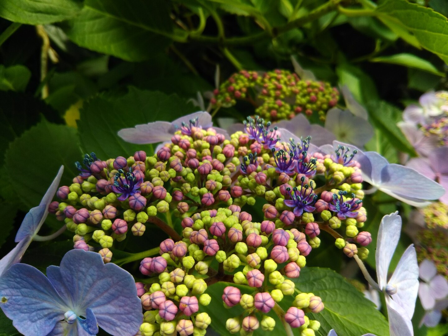 生駒山のあじさい園へ たまゆらさんの生駒山 神津嶽 大原山の活動データ Yamap ヤマップ