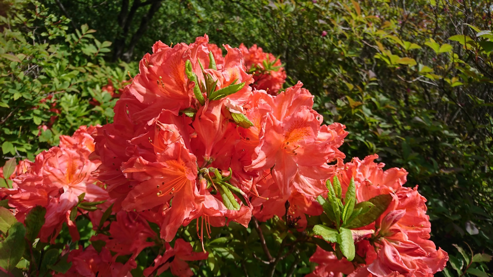 湯ノ丸山 烏帽子岳 つつじ祭 あーたんさんの湯ノ丸山 角間山 鍋蓋山の活動データ Yamap ヤマップ