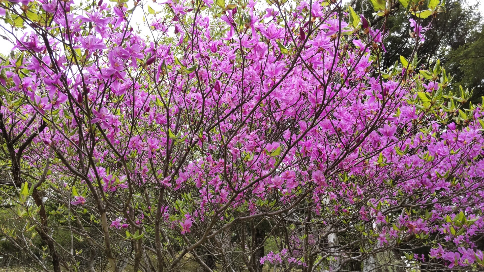 大菩薩嶺 妙見ノ頭 大菩薩峠 マッちゃんさんの大菩薩嶺 鶏冠山 大マテイ山の活動日記 Yamap ヤマップ