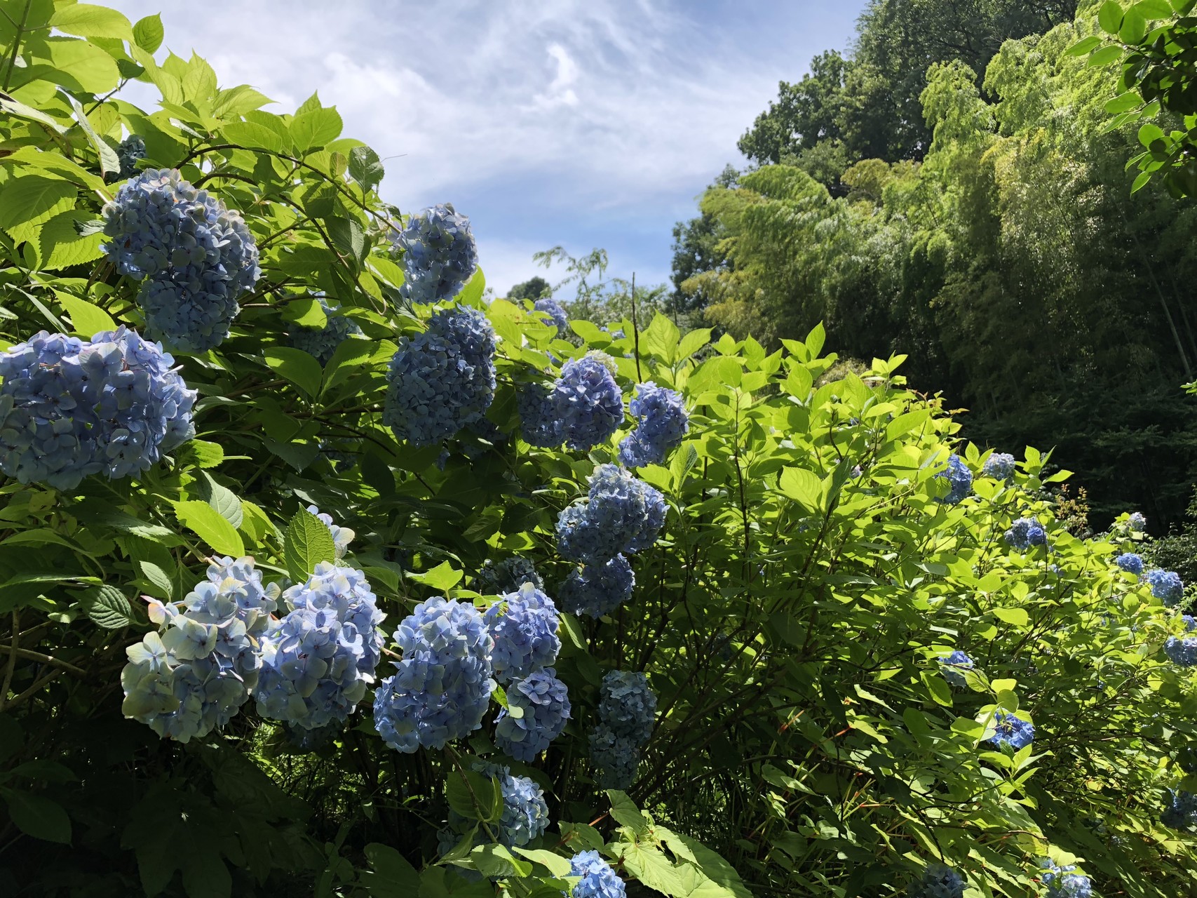 鎌倉散策 明月院 建長寺 天園ハイキングコース Makolinさんの鎌倉市の活動データ Yamap ヤマップ