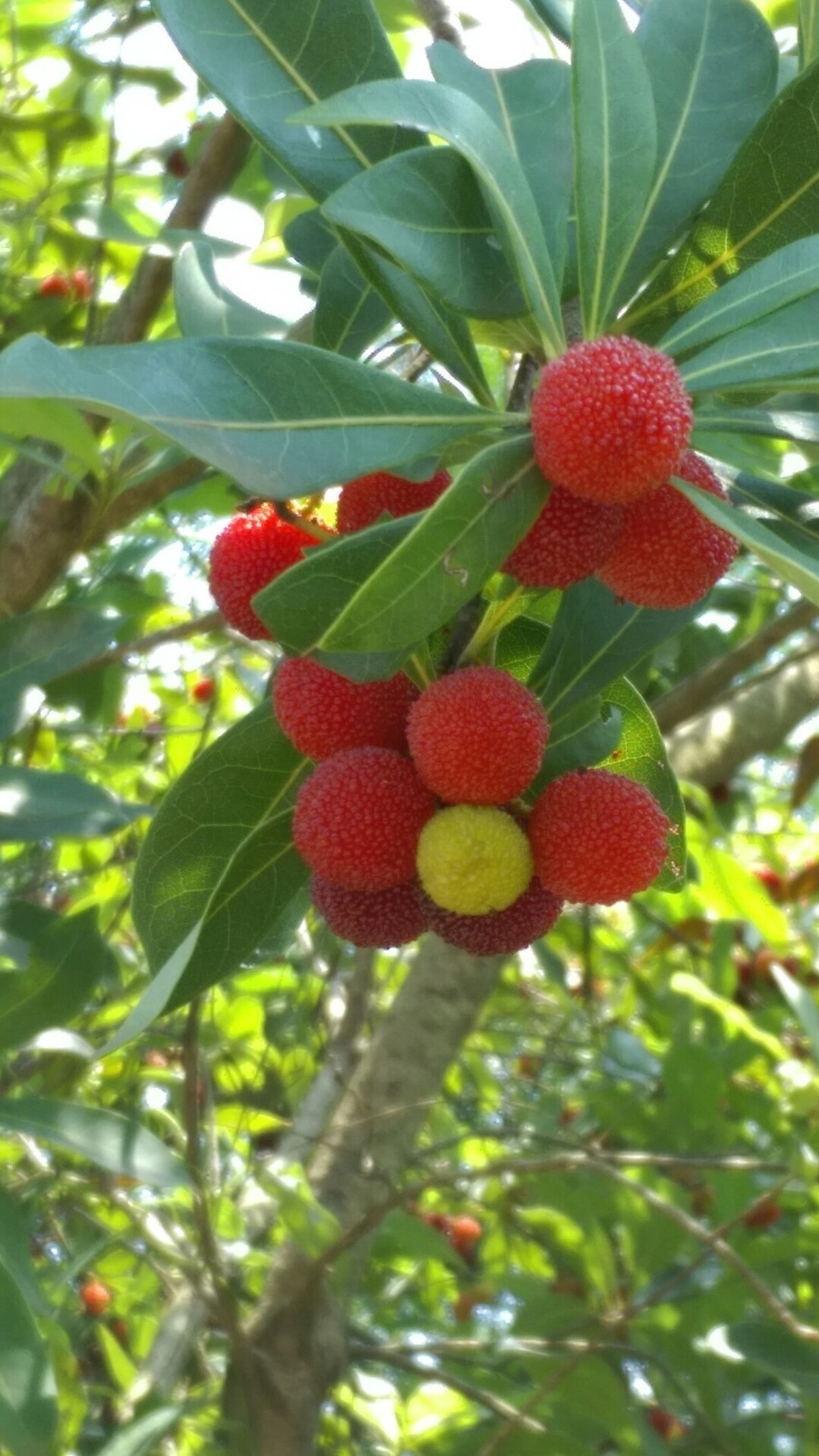 あっちかった正木山 / 権蔵さんの総社市の活動データ YAMAP / ヤマップ