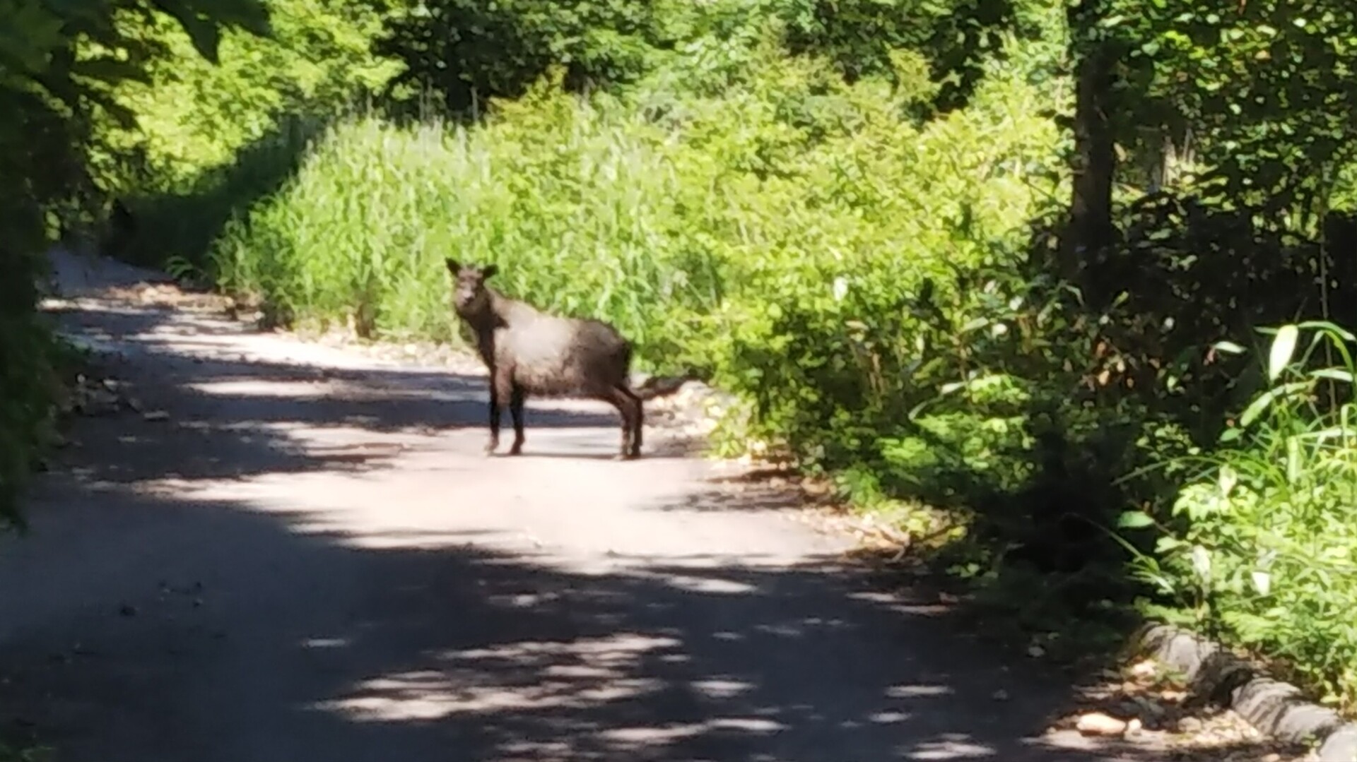 恵那山 神坂峠 カモシカ親子と遭遇 よっちーさんの恵那山 大判山 神坂山の活動日記 Yamap ヤマップ