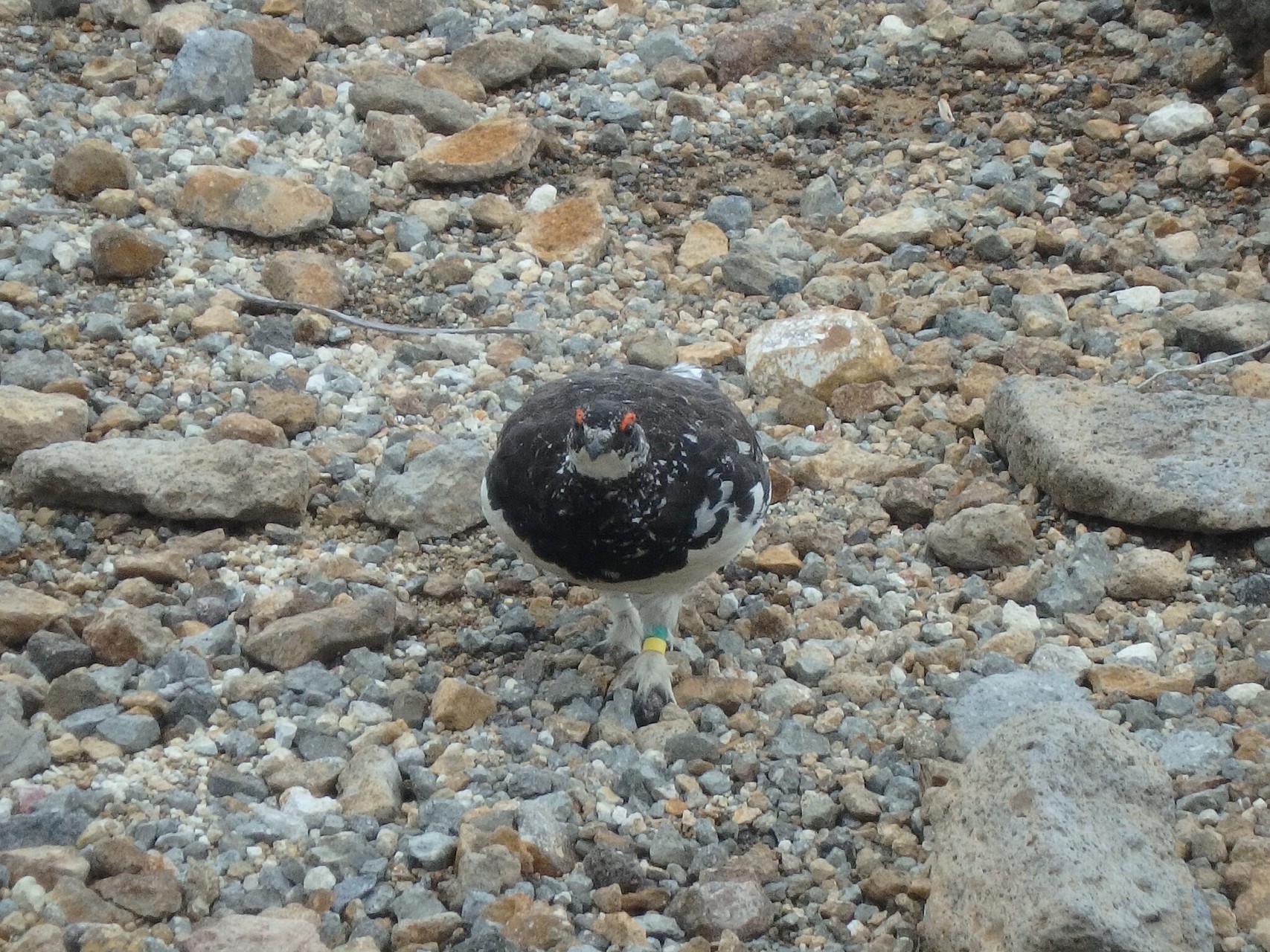 乗鞍岳 雷鳥に会えた3000m級お手軽登山 ゆしゅさんの乗鞍岳の活動データ Yamap ヤマップ