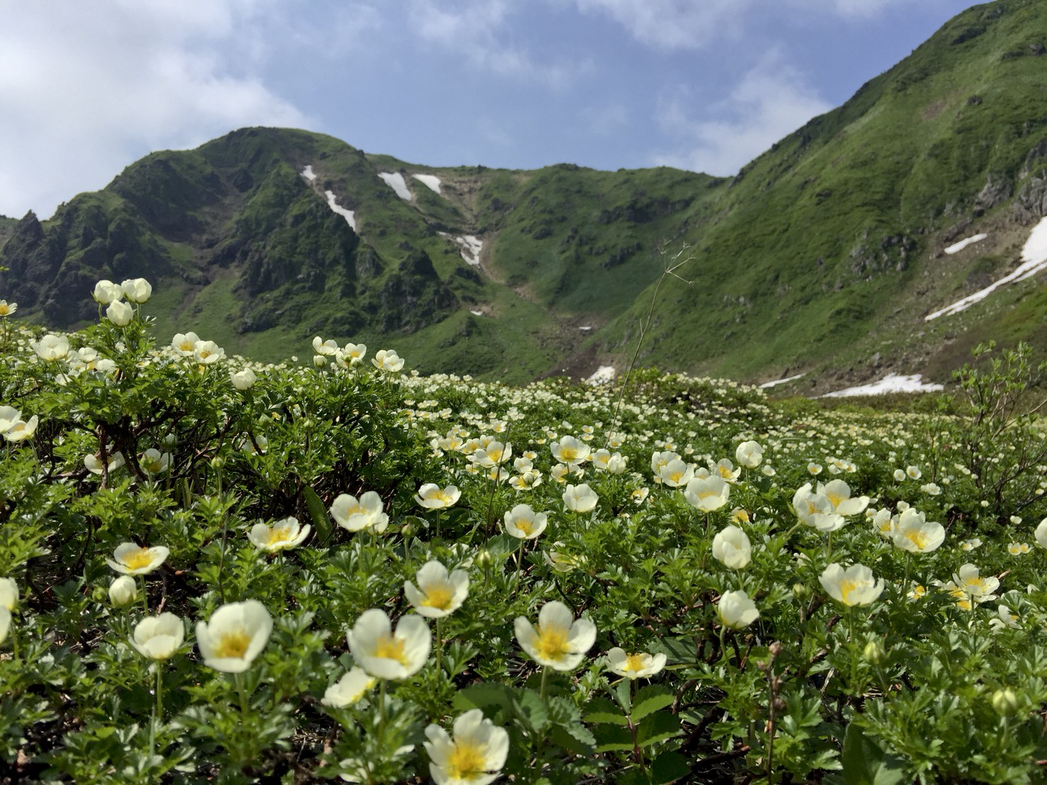 秋田駒ヶ岳 ムーミン谷のチングルマに癒され コマクサさんに会えました 大焼砂は爆風 マッキー３さんの秋田駒ヶ岳 男女岳 貝吹岳の活動データ Yamap ヤマップ