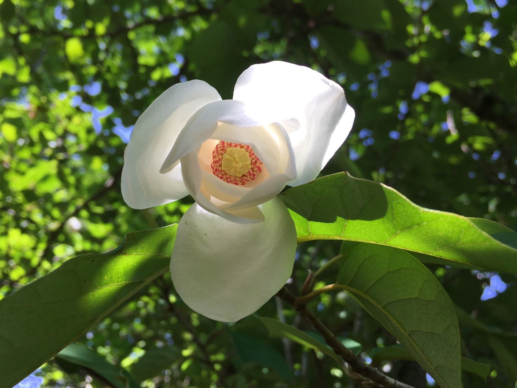 オオヤマレンゲ 花言葉 変わらぬ愛 とんきちさんの祖母山の活動データ Yamap ヤマップ