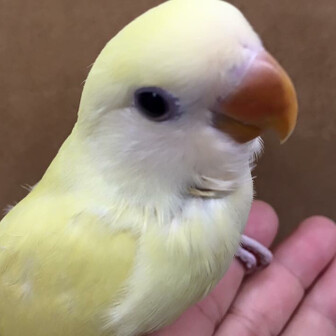 くたくたくったん