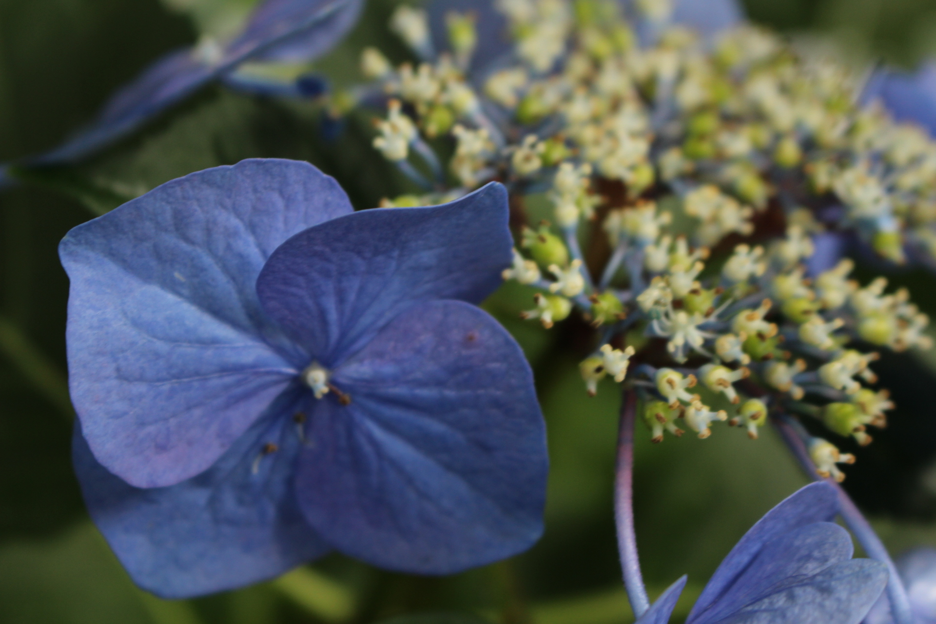 相模原北公園から城山湖 紫陽花 道草 南風 Soranotoriさんの高尾山 陣馬山 景信山の活動日記 Yamap ヤマップ