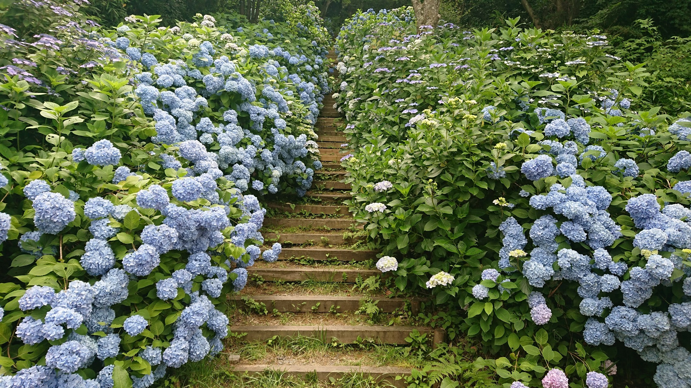 Mt Ikoma ぬかた園地あじさいまつり 生駒山上遊園地 じゅりーさんの生駒山 神津嶽 大原山の活動日記 Yamap ヤマップ