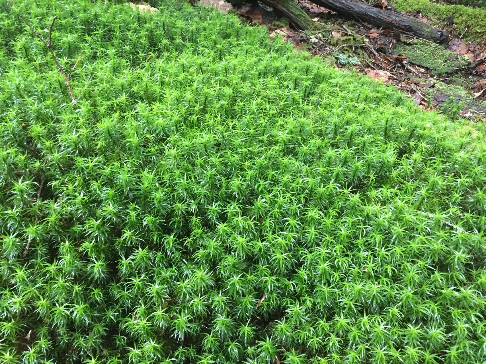 白駒の池 苔の森へ Igelさんの八ヶ岳 赤岳 硫黄岳 天狗岳 の活動データ Yamap ヤマップ
