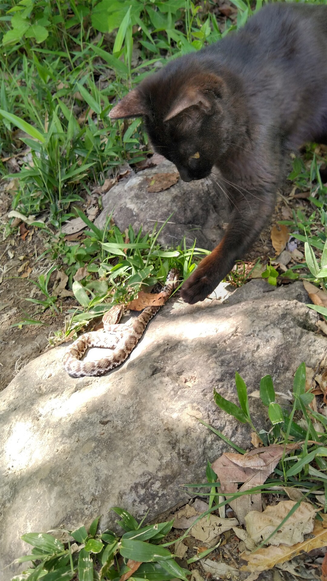 黒猫vsマムシ 飯野山ハイキング 山頂決戦 たなぴいさんの飯野山 讃岐富士 の活動データ Yamap ヤマップ