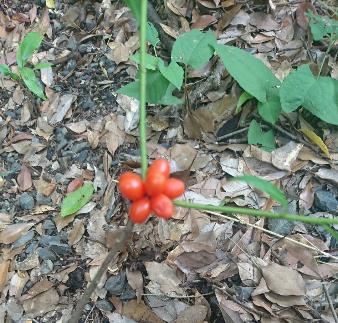 今頃 胡椒の木に赤い実と 皿倉山にもキヌガサタケ ビックリ 皿倉山 花尾山 帆柱山の写真4枚目 トリミングした胡椒の木 Yamap ヤマップ