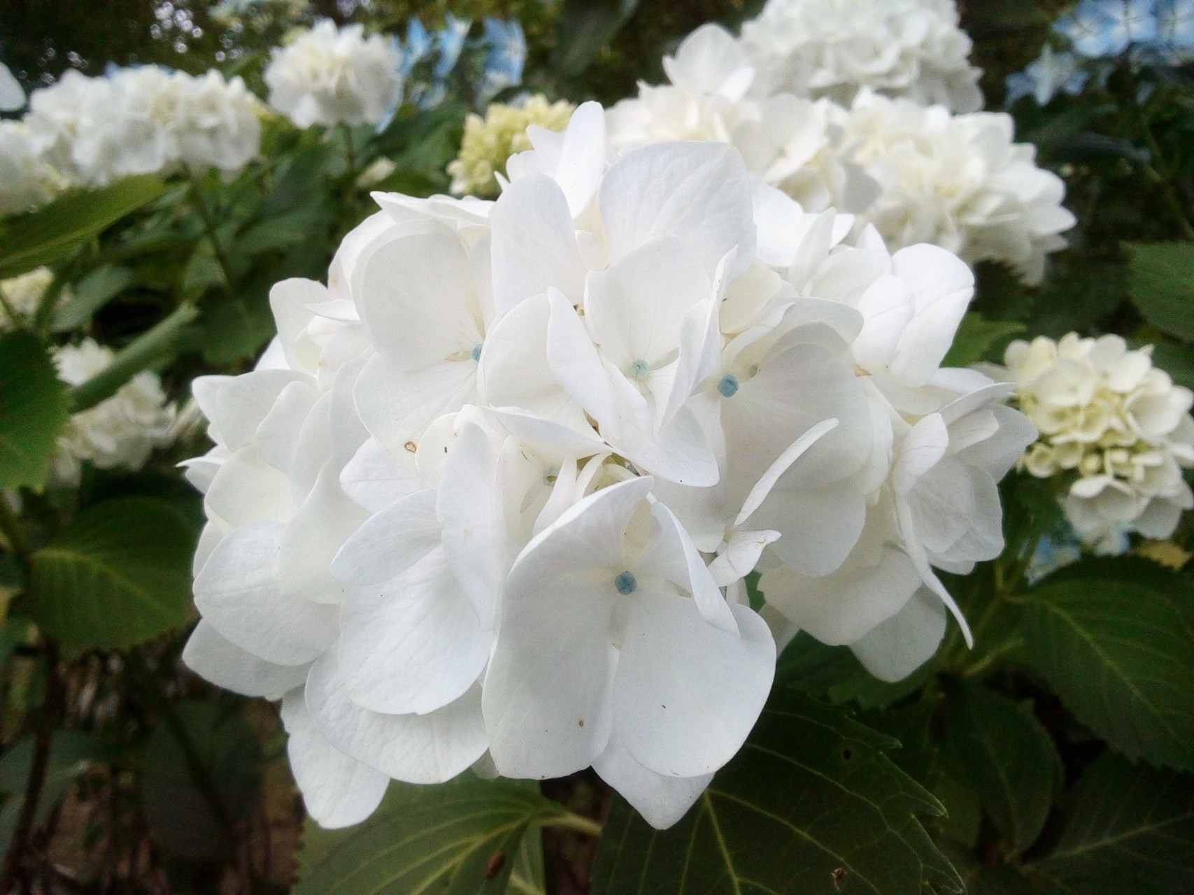 生駒山 府民の森 ぬかた園地のあじさいまつり 生駒山上遊園地へ Kei さんの生駒山 神津嶽 大原山の活動日記 Yamap ヤマップ