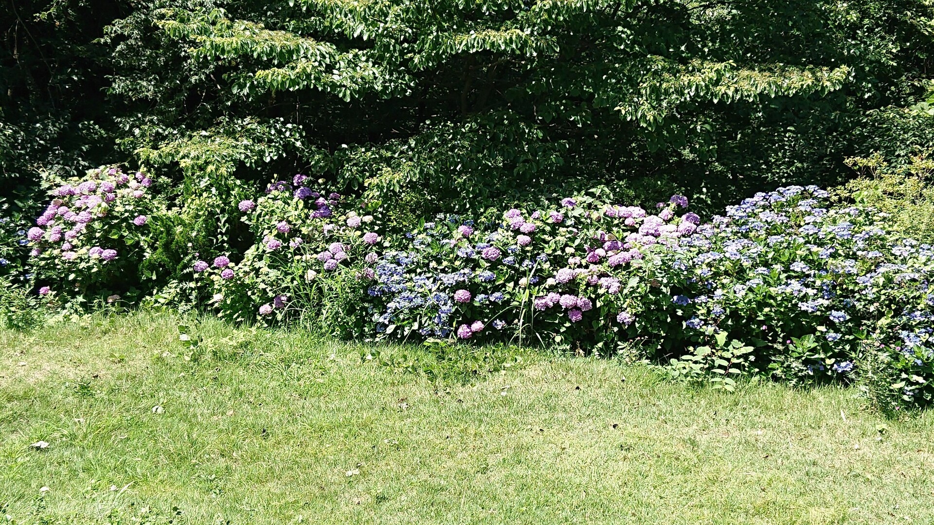 紫陽花を見に高尾山へ おやぢさんの高尾山 陣馬山 景信山の活動データ Yamap ヤマップ