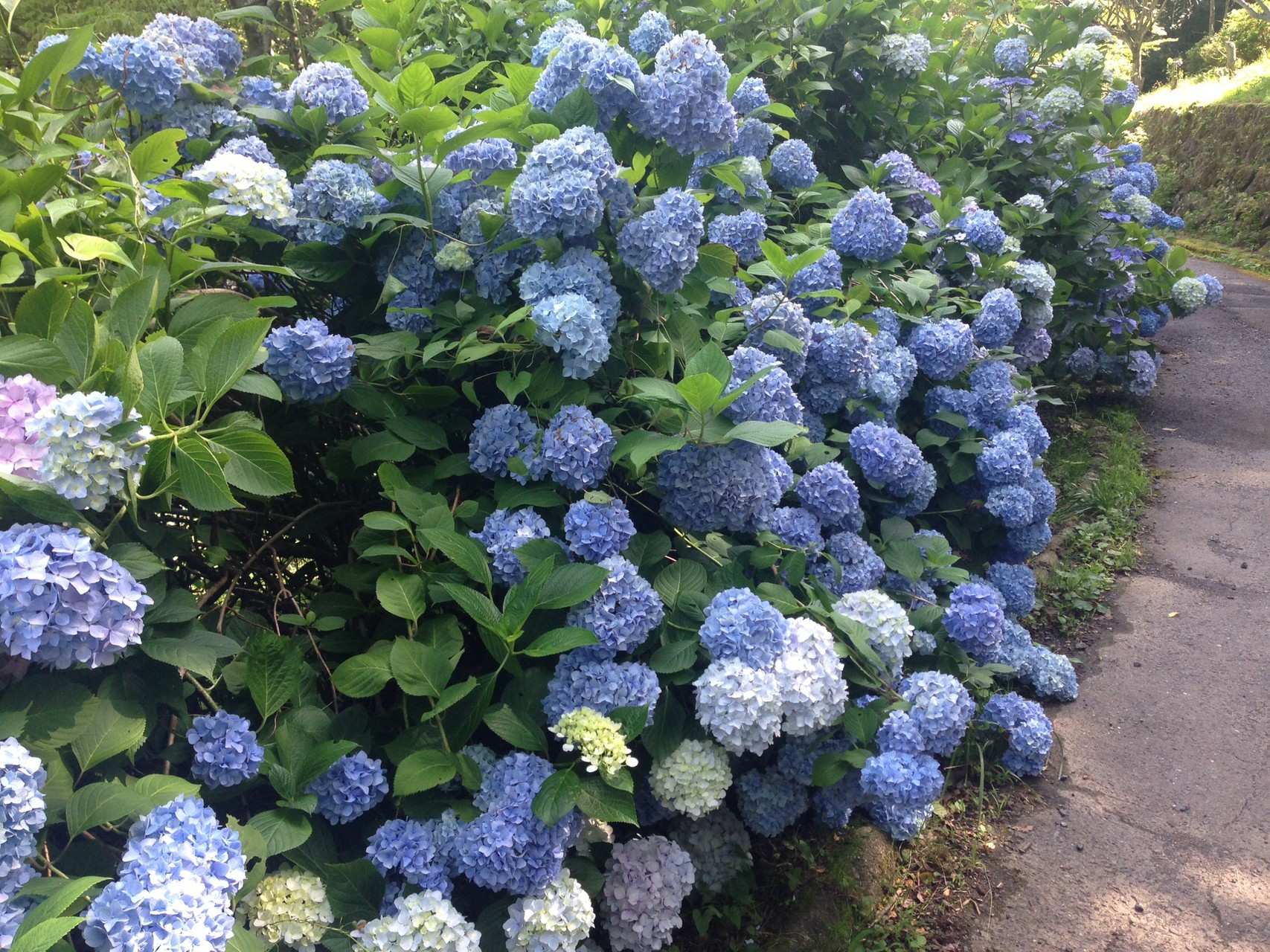 生駒 あじさい園 たかさんの生駒山 神津嶽 大原山の活動データ Yamap ヤマップ