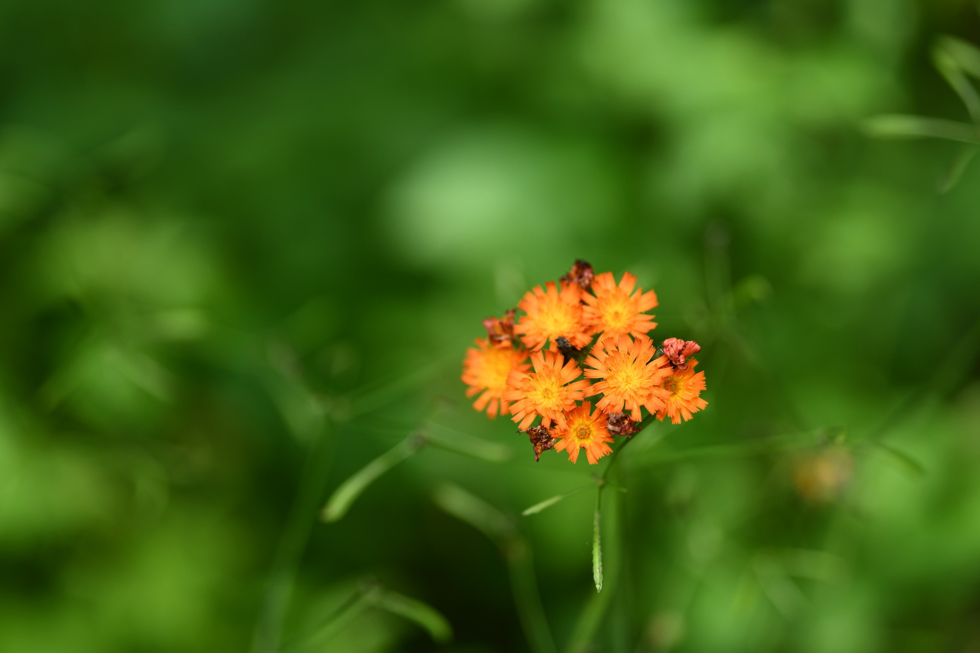 嵐山 北邦野草園 十勝岳 けんさんの十勝岳 富良野岳 美瑛岳の活動データ Yamap ヤマップ
