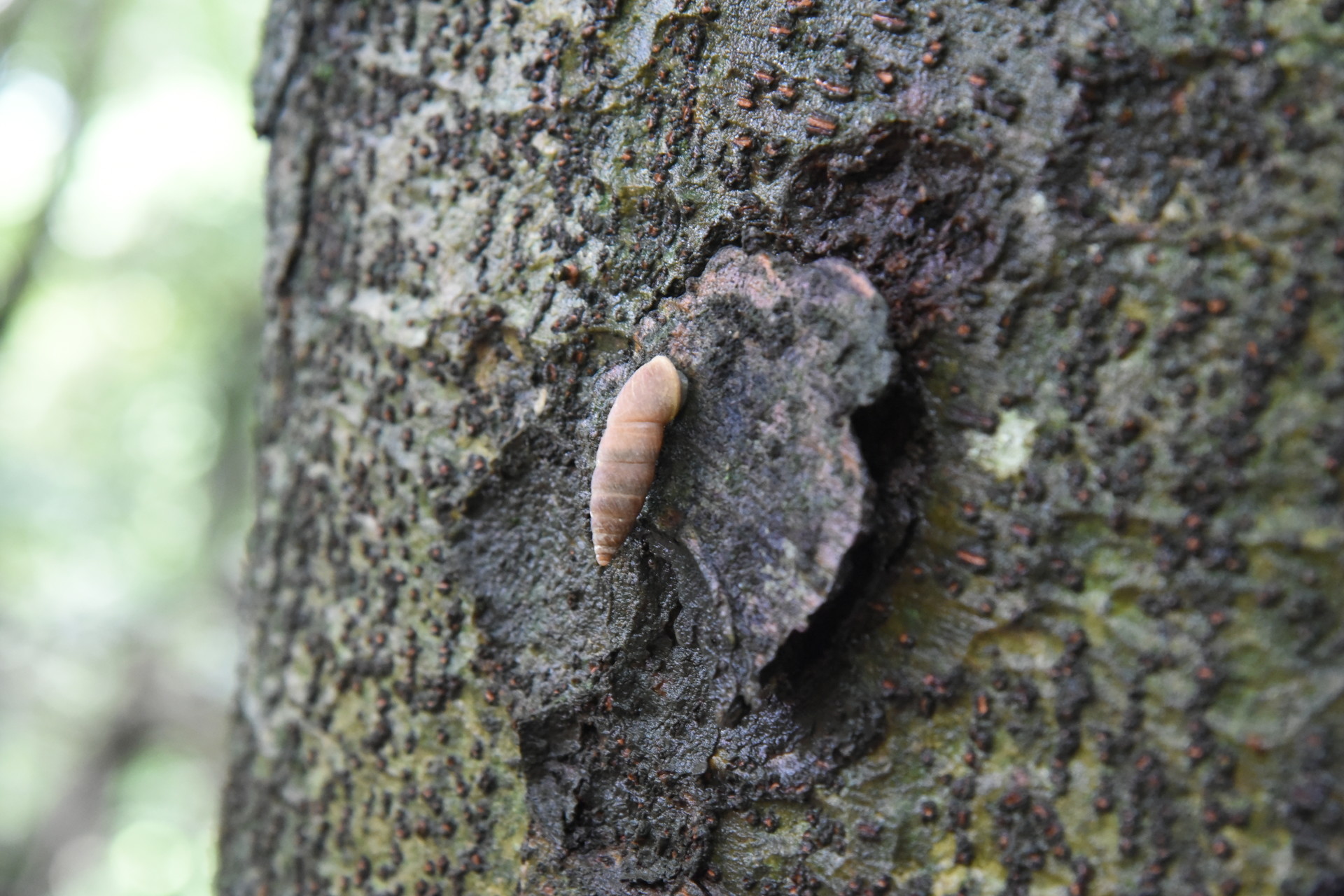 藤原岳・御池岳 カタツムリとは全然違う、巻貝がいました。
後から調べてキセルガイの一種のようです。