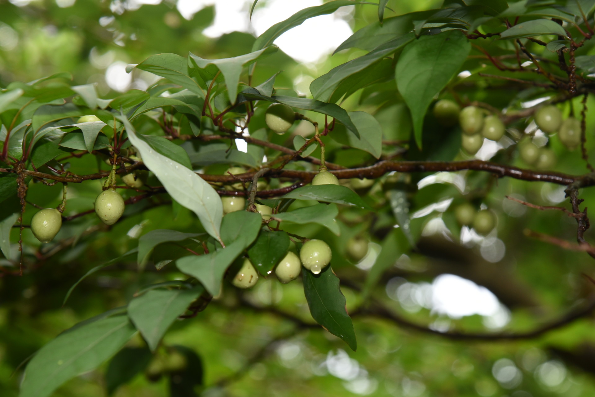 藤原岳・御池岳 この実は、何でしょうか？