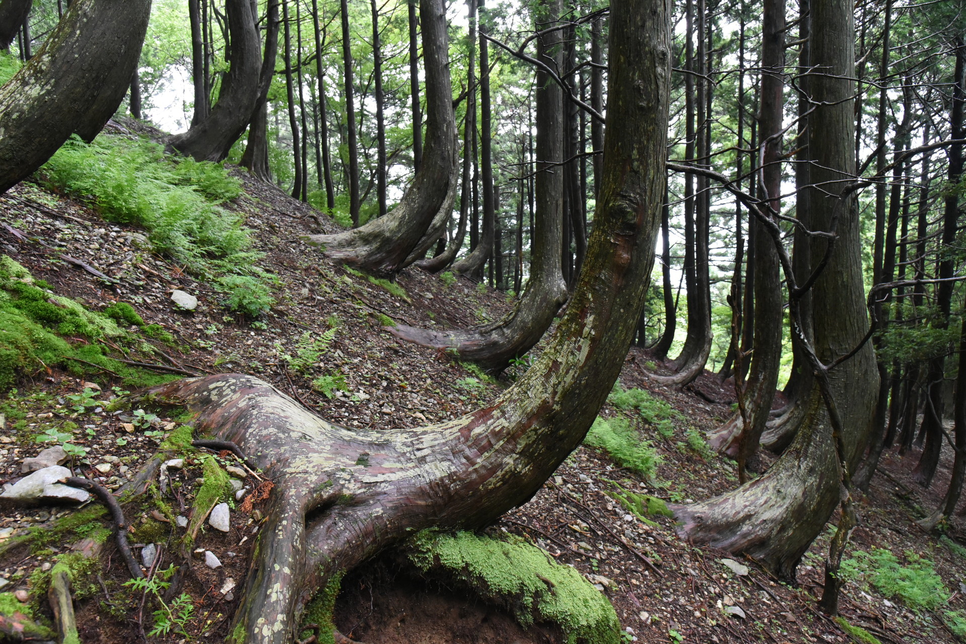 藤原岳・御池岳 雪が多いことを無言で語っています。
