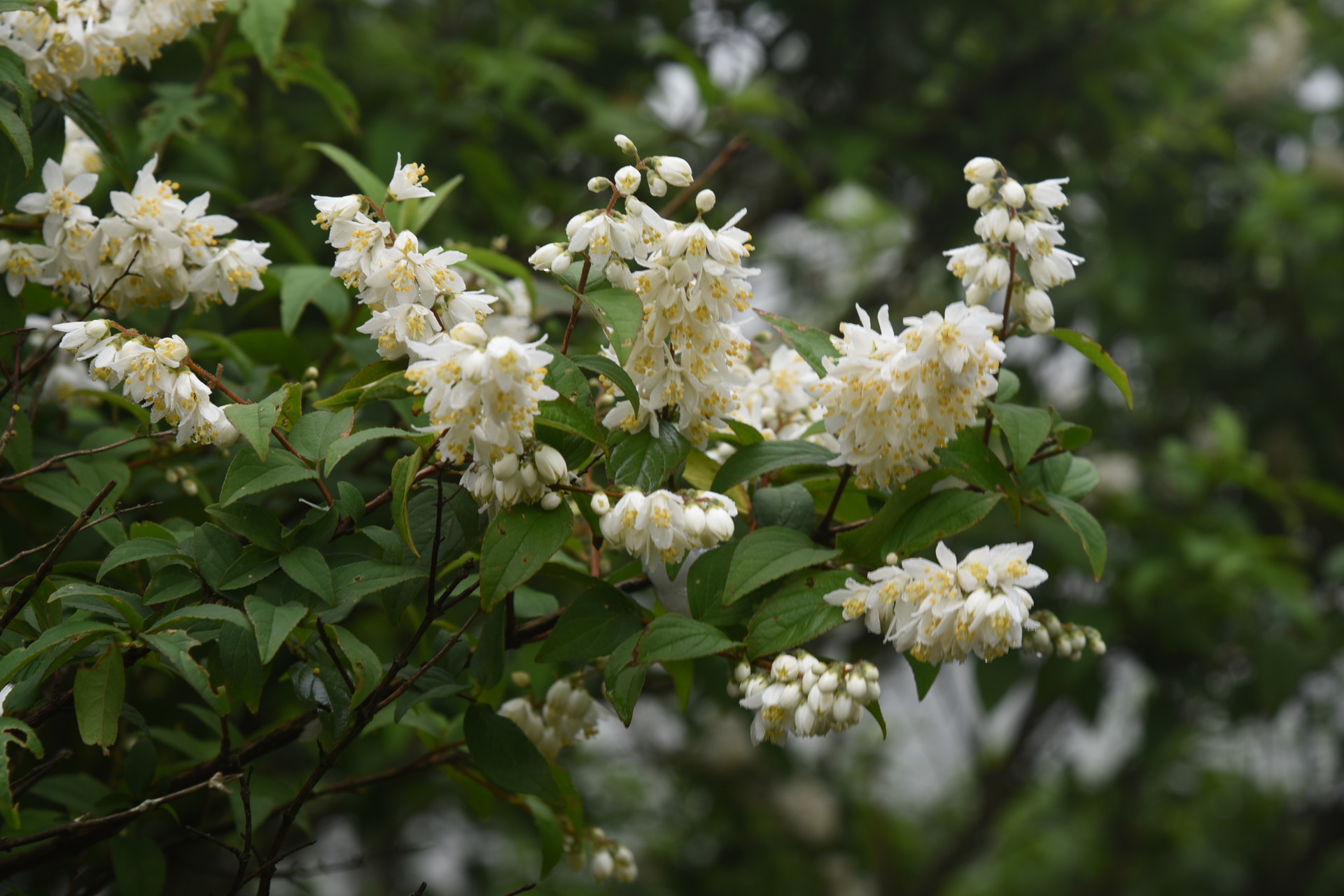 藤原岳・御池岳 （きっと）空木の花です。ところどころに咲いていました。