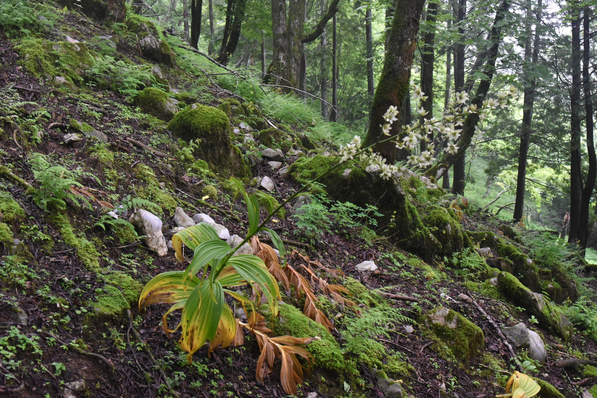 藤原岳・御池岳 バイケイソウ（コバイケイソウ？）。
ＧＷでは花は見られず、梅雨明けでは花は見られずなので、
咲いている花をみるのは自分としては結構貴重です。