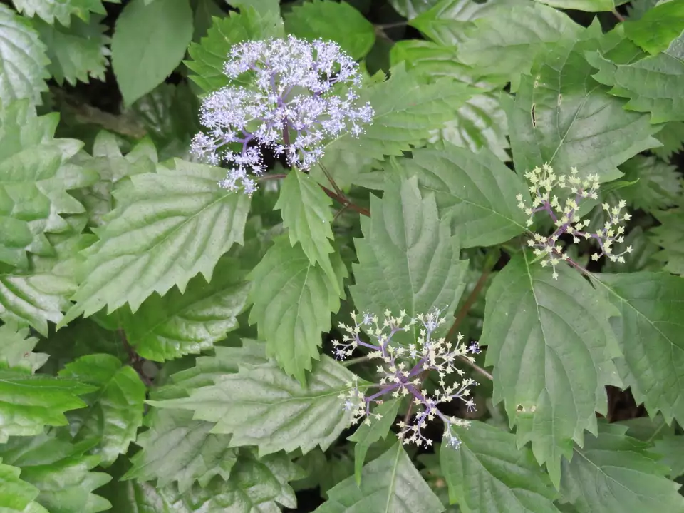 はじめての八乙女山 植物観察 manoさんの高清水山 高落場山 八乙女山の活動日記 yamap ヤマップ