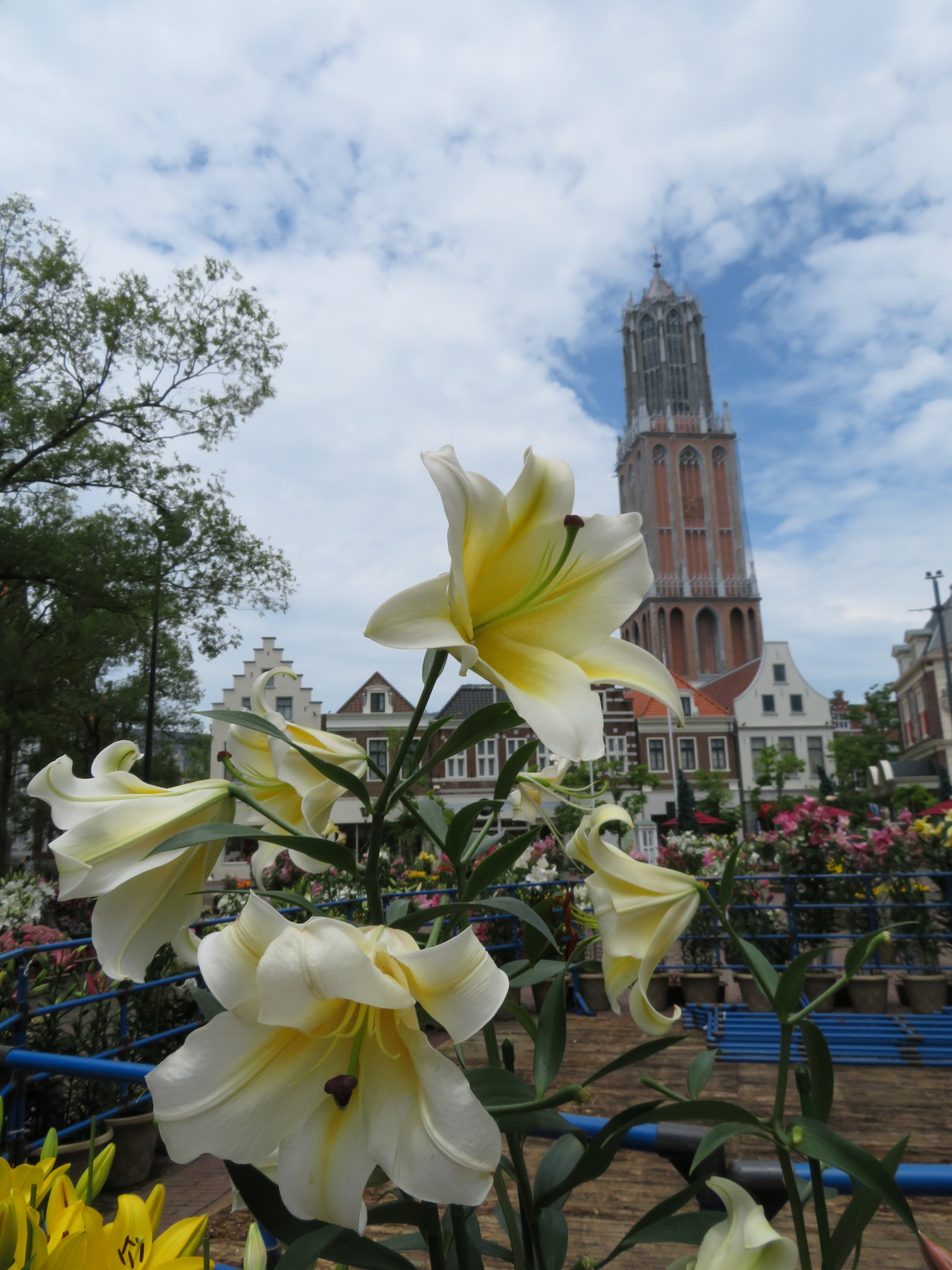 ゆり祭り Akkoさんの佐世保市 中央エリア の活動データ Yamap ヤマップ