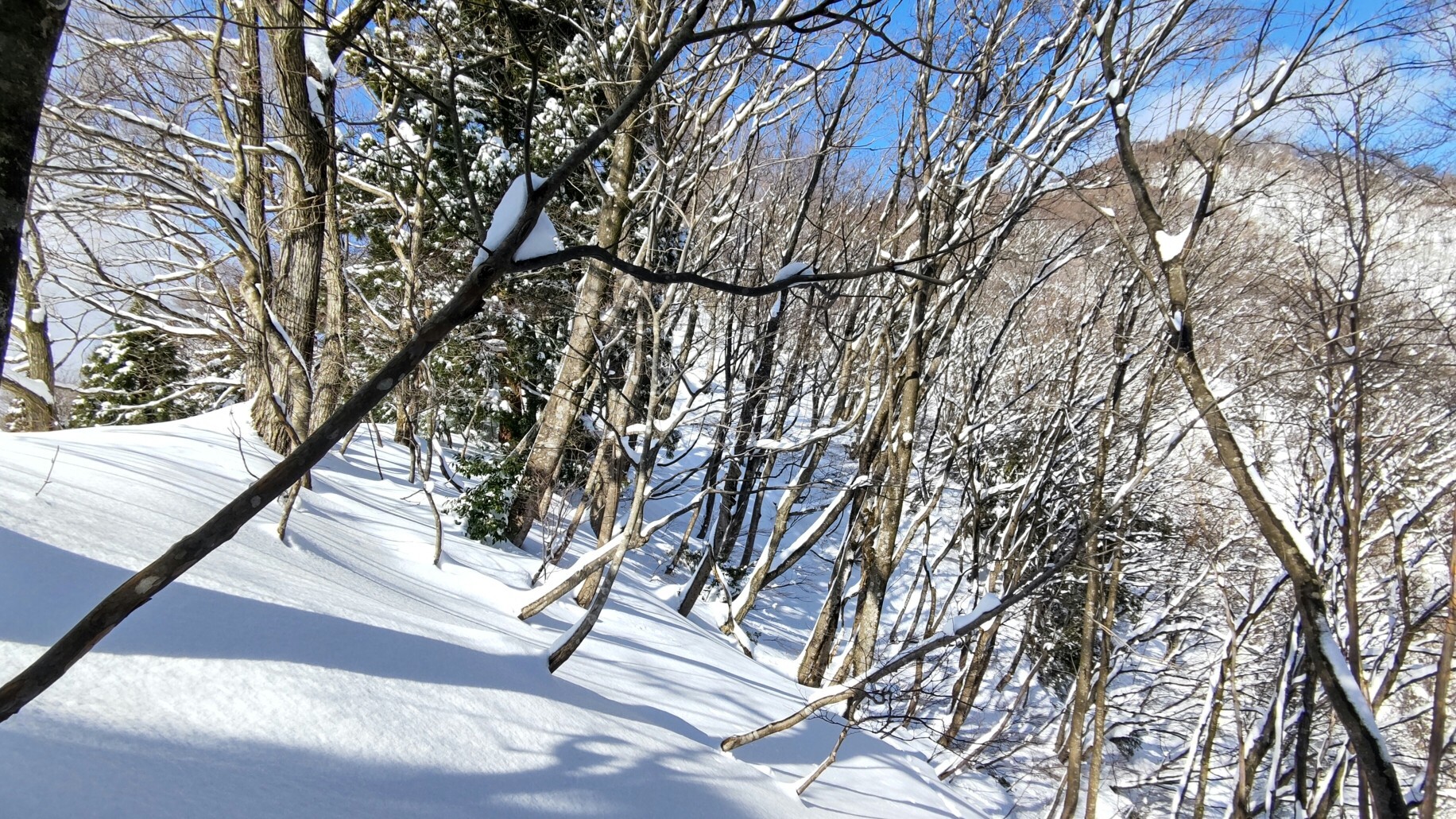 七七頭ヶ岳(七々頭ヶ岳) / 新谷山・妙理山・七七頭ヶ岳の写真20枚目 / 稜線を進む YAMAP / ヤマップ